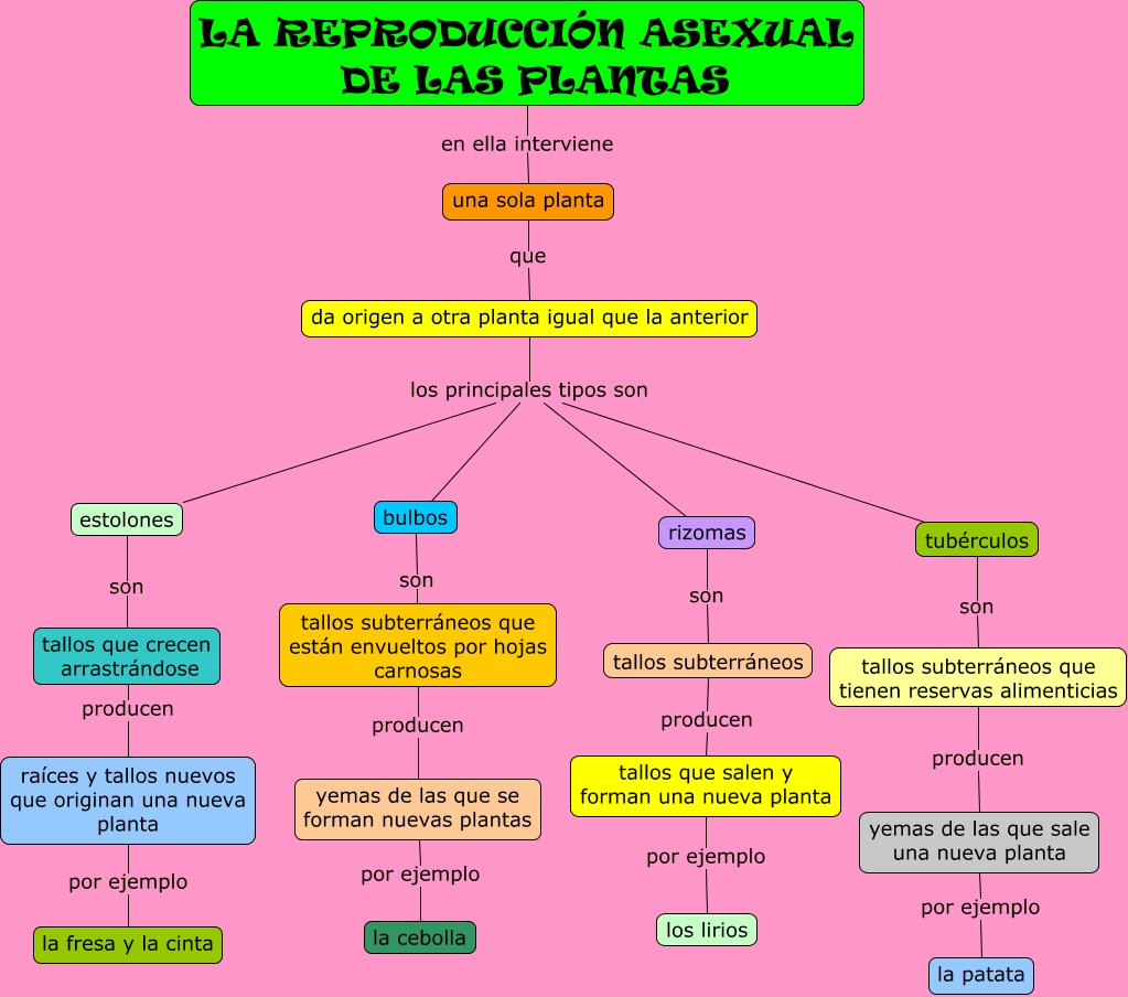 La reproducción asexual de las plantas